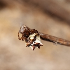 Phoroncidia sextuberculata at Bruce, ACT - 29 Dec 2020