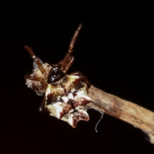 Phoroncidia sextuberculata at Bruce, ACT - 29 Dec 2020