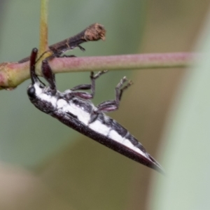 Rhinotia sp. (genus) at Hawker, ACT - 6 Jan 2021