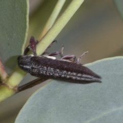 Rhinotia sp. (genus) at Hawker, ACT - 6 Jan 2021 11:33 AM