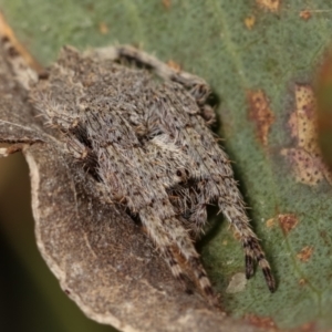 Araneinae (subfamily) at Bruce, ACT - 29 Dec 2020