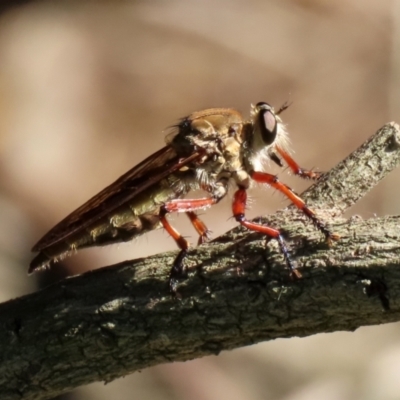 Colepia ingloria (A robber fly) at Gordon, ACT - 10 Jan 2021 by RodDeb