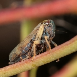 Cicadellidae (family) at Bruce, ACT - 29 Dec 2020