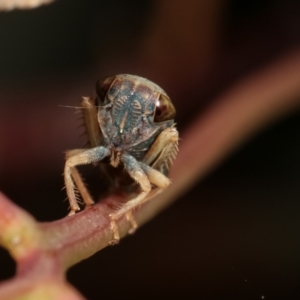 Cicadellidae (family) at Bruce, ACT - 29 Dec 2020