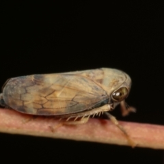 Cicadellidae (family) at Bruce, ACT - 29 Dec 2020