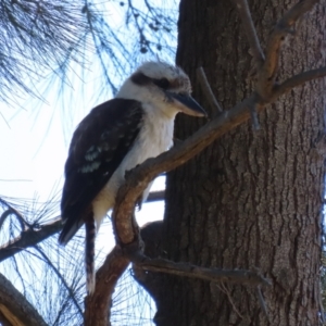 Dacelo novaeguineae at Tuggeranong DC, ACT - 11 Jan 2021