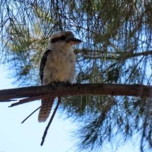 Dacelo novaeguineae at Tuggeranong DC, ACT - 11 Jan 2021