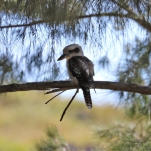 Dacelo novaeguineae at Tuggeranong DC, ACT - 11 Jan 2021