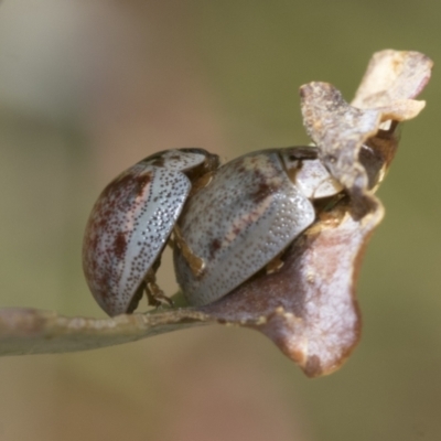 Paropsisterna m-fuscum (Eucalyptus Leaf Beetle) at Hawker, ACT - 6 Jan 2021 by AlisonMilton