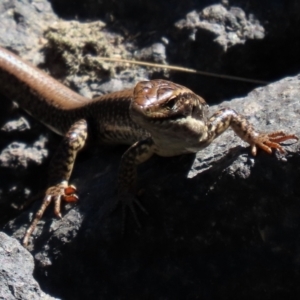 Eulamprus heatwolei at Tuggeranong DC, ACT - 11 Jan 2021 10:20 AM