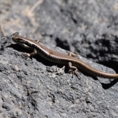 Eulamprus heatwolei at Tuggeranong DC, ACT - 11 Jan 2021 10:20 AM