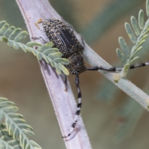 Ancita marginicollis at Hawker, ACT - 6 Jan 2021