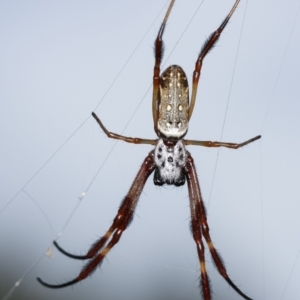 Trichonephila edulis at Bruce, ACT - 29 Dec 2020