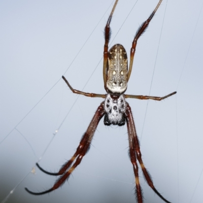 Trichonephila edulis (Golden orb weaver) at Flea Bog Flat, Bruce - 29 Dec 2020 by kasiaaus