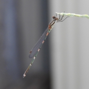 Austrolestes leda at Macarthur, ACT - 11 Jan 2021