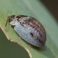 Paropsisterna m-fuscum (Eucalyptus Leaf Beetle) at Hawker, ACT - 6 Jan 2021 by AlisonMilton