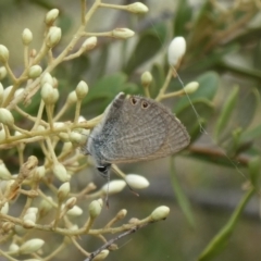 Nacaduba biocellata (Two-spotted Line-Blue) at Theodore, ACT - 7 Jan 2021 by Owen