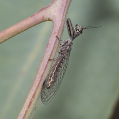 Mantispidae (family) (Unidentified mantisfly) at The Pinnacle - 6 Jan 2021 by AlisonMilton