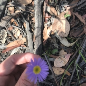 Brachyscome spathulata at Mount Clear, ACT - 10 Jan 2021