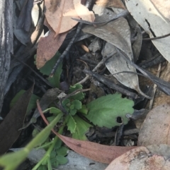 Brachyscome spathulata at Mount Clear, ACT - 10 Jan 2021 11:48 AM