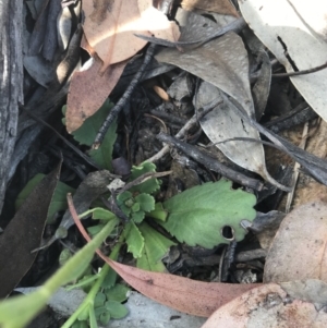 Brachyscome spathulata at Mount Clear, ACT - 10 Jan 2021