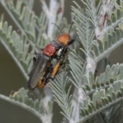 Chauliognathus tricolor (Tricolor soldier beetle) at Hawker, ACT - 6 Jan 2021 by AlisonMilton