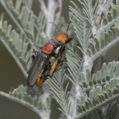 Chauliognathus tricolor (Tricolor soldier beetle) at Hawker, ACT - 6 Jan 2021 by AlisonMilton