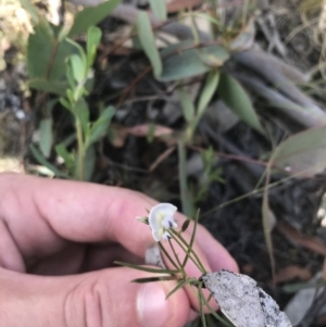 Glycine clandestina at Mount Clear, ACT - 10 Jan 2021 11:49 AM