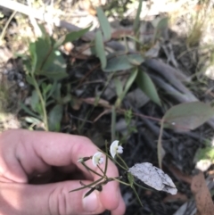 Glycine clandestina at Mount Clear, ACT - 10 Jan 2021 11:49 AM