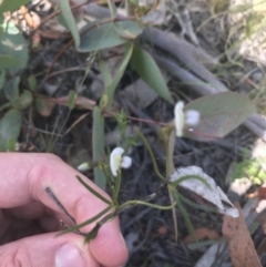 Glycine clandestina at Mount Clear, ACT - 10 Jan 2021 11:49 AM