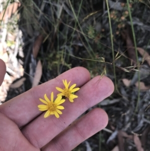 Senecio pinnatifolius var. alpinus at Mount Clear, ACT - 10 Jan 2021