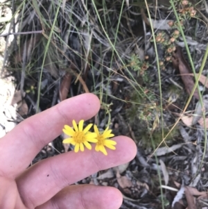 Senecio pinnatifolius var. alpinus at Mount Clear, ACT - 10 Jan 2021 11:50 AM