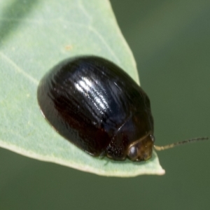 Paropsisterna sp. (genus) at Hawker, ACT - 6 Jan 2021