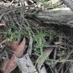 Brachyscome rigidula at Mount Clear, ACT - 10 Jan 2021