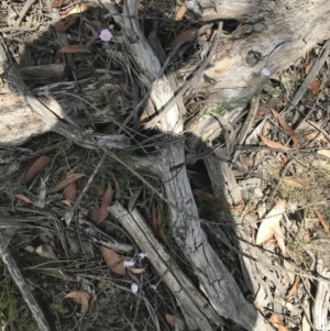 Brachyscome rigidula at Mount Clear, ACT - 10 Jan 2021