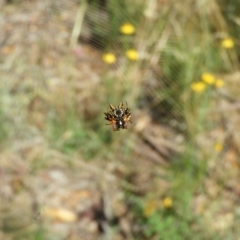 Austracantha minax (Christmas Spider, Jewel Spider) at Mount Ainslie - 8 Jan 2021 by MatthewFrawley