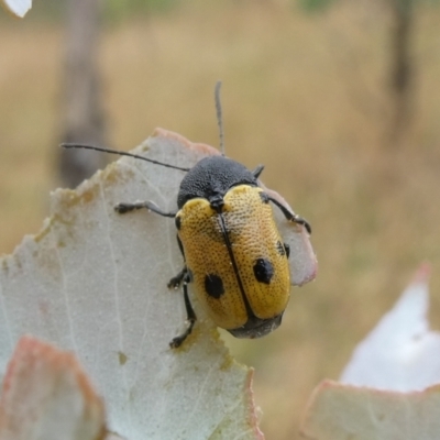 Cadmus (Cadmus) litigiosus (Leaf beetle) at Melrose - 7 Jan 2021 by Owen