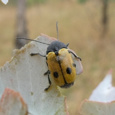 Cadmus (Cadmus) litigiosus (Leaf beetle) at Melrose - 7 Jan 2021 by owenh