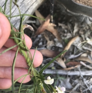 Glycine clandestina at Mount Clear, ACT - 10 Jan 2021 11:52 AM