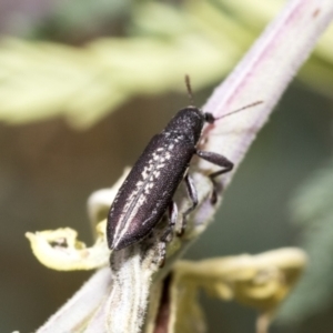 Rhinotia sp. (genus) at Hawker, ACT - 6 Jan 2021