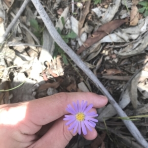 Brachyscome spathulata at Mount Clear, ACT - 10 Jan 2021