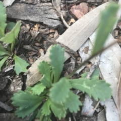 Brachyscome spathulata at Mount Clear, ACT - 10 Jan 2021