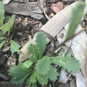 Brachyscome spathulata at Mount Clear, ACT - 10 Jan 2021