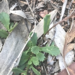 Brachyscome spathulata at Mount Clear, ACT - 10 Jan 2021 11:53 AM