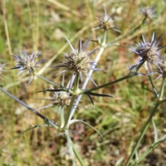 Eryngium ovinum (Blue Devil) at Majura, ACT - 9 Jan 2021 by MatthewFrawley