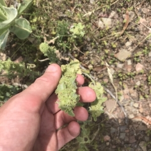 Marrubium vulgare at Mount Clear, ACT - 10 Jan 2021 12:21 PM