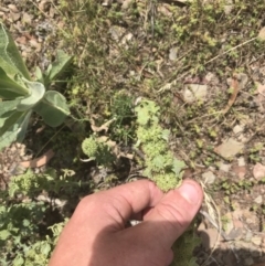 Marrubium vulgare at Mount Clear, ACT - 10 Jan 2021 12:21 PM