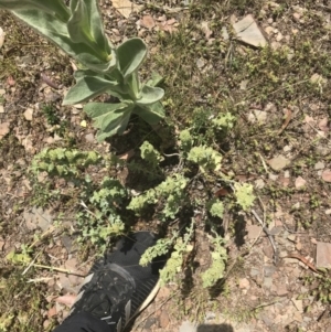 Marrubium vulgare at Mount Clear, ACT - 10 Jan 2021