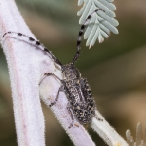 Ancita marginicollis at Weetangera, ACT - 6 Jan 2021 02:10 PM