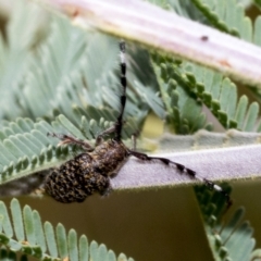 Ancita marginicollis at Weetangera, ACT - 6 Jan 2021